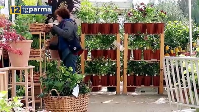 COLORNO, DAL 25 AL 28 APRILE TORNA NEL SEGNO DEL GIGLIO | COLORNO, DAL 25 AL 28 APRILE TORNA NEL SEGNO DEL GIGLIO