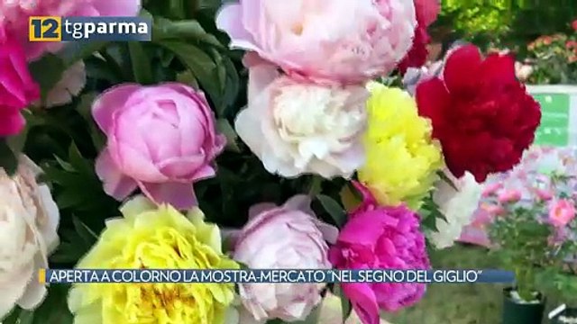 APERTA A COLORNO LA MOSTRA-MERCATO NEL SEGNO DEL GIGLIO | APERTA A COLORNO LA MOSTRA-MERCATO NEL SEGNO DEL GIGLIO