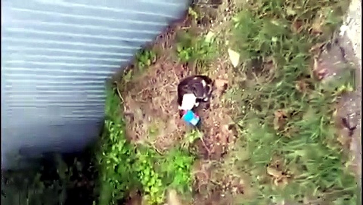 gatto seconda versione prova