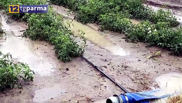 MALTEMPO, CONFAGRICOLTURA: PRODUZIONE CEREALI IN CALO. PROBLEMI PER FORAGGI E POMODORO | MALTEMPO, CONFAGRICOLTURA: PRODUZIONE CEREALI IN CALO. PROBLEMI PER FORAGGI E POMODORO