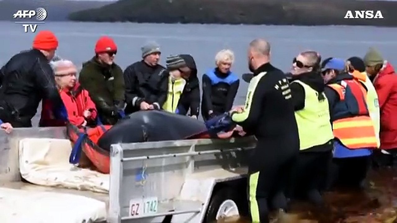 Strage di balene in Tasmania, quasi 400 morte spiaggiate