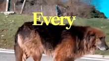 A Stray Dog Kept Bringing Broken Toys to One Abandoned House 😢🐶
