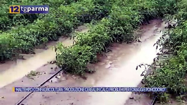 MALTEMPO, CONFAGRICOLTURA: PRODUZIONE CEREALI IN CALO. PROBLEMI PER FORAGGI E POMODORO | MALTEMPO, CONFAGRICOLTURA: PRODUZIONE CEREALI IN CALO. PROBLEMI PER FORAGGI E POMODORO
