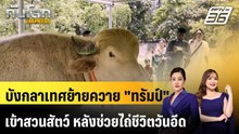 บังกลาเทศย้ายควาย "ทรัมป์" เข้าสวนสัตว์ หลังช่วยไถ่ชีวิตวันอีด|ทันโลก EXPRESS | 29 พ.ค. 69