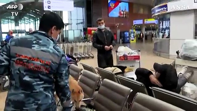 Coronavirus, Russia: negli aeroporti cani addestrati fiutano i contagiati