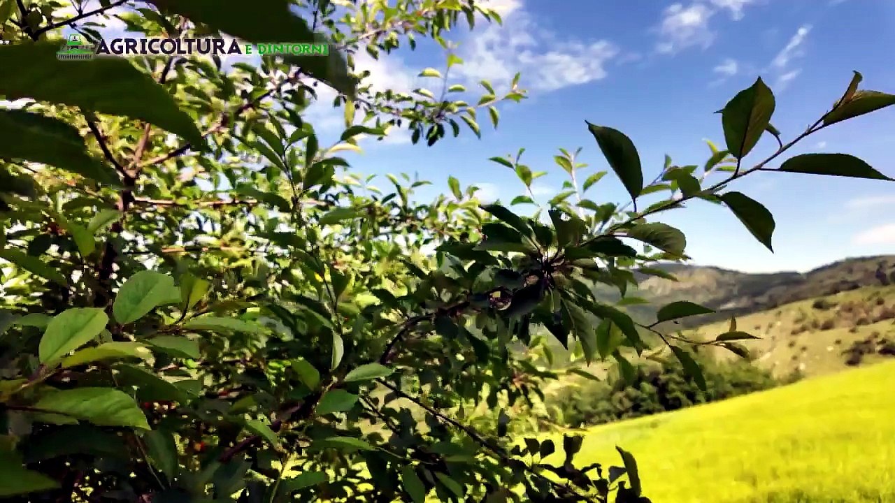 Agricoltura e dintorni 2024 - 3a puntata del 14-06-24 | Agricoltura e dintorni 2024 - 3a puntata del 14-06-24
