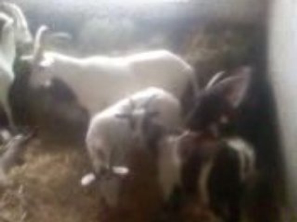 les chèvres a vincent, Merci denis! 2