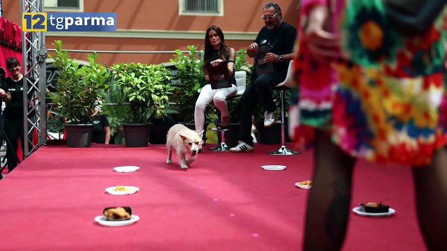 TRE SABATI ENTUSIASMANTI ALLA GALLERIA CON IL THE GREAT DOG SHOW | TRE SABATI ENTUSIASMANTI ALLA GALLERIA CON IL THE GREAT DOG SHOW