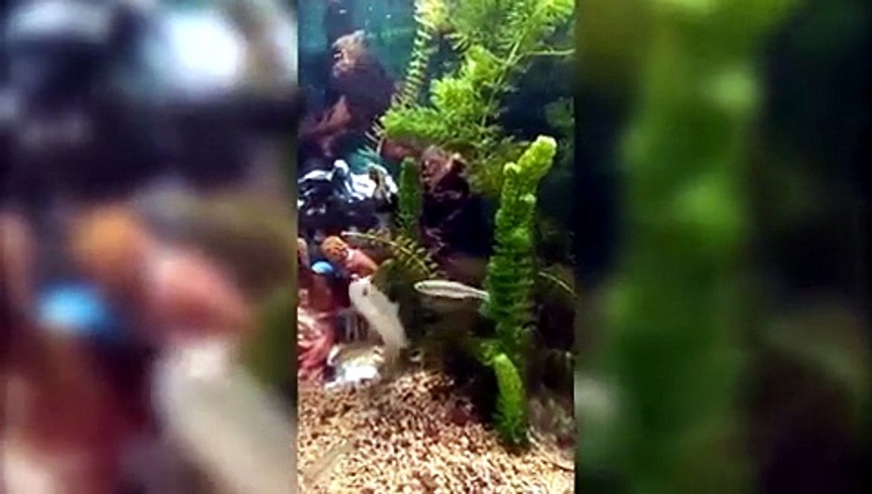 acquario