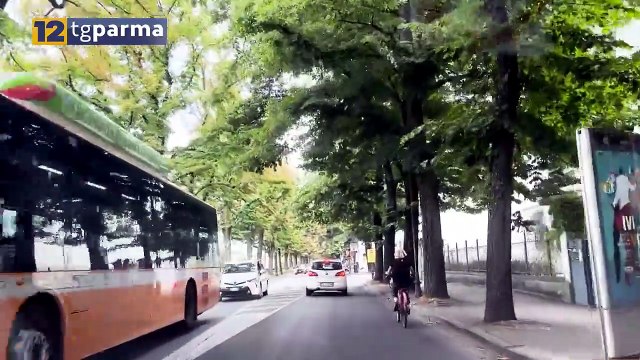 VERDE PUBBLICO, IN ARRIVO 115 NUOVI ALBERI A PARMA | VERDE PUBBLICO, IN ARRIVO 115 NUOVI ALBERI A PARMA