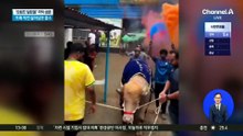 ‘트럼프 닮은꼴’ 극적 생존…도축 직전 살아남은 물소