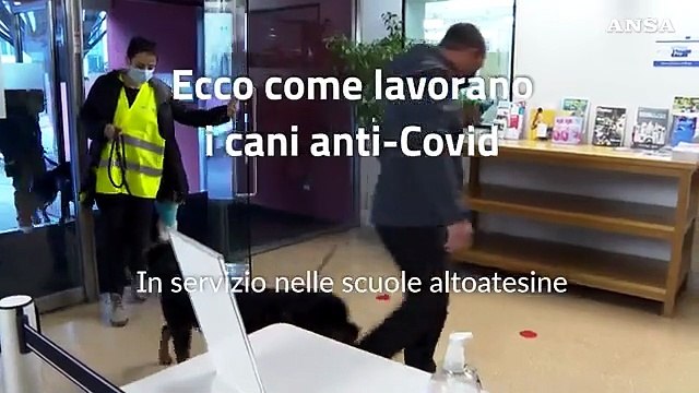 Ecco come lavorano i cani anti-Covid