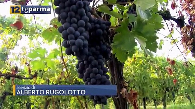 VENDEMMIA 2024, 15-20% IN PIÙ DI PRODUZIONE E QUALITÀ BUONA | VENDEMMIA 2024, 15-20% IN PIÙ DI PRODUZIONE E QUALITÀ BUONA
