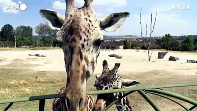 Messico, nella riserva nascono tanti nuovi cuccioli nel mezzo alla pandemia
