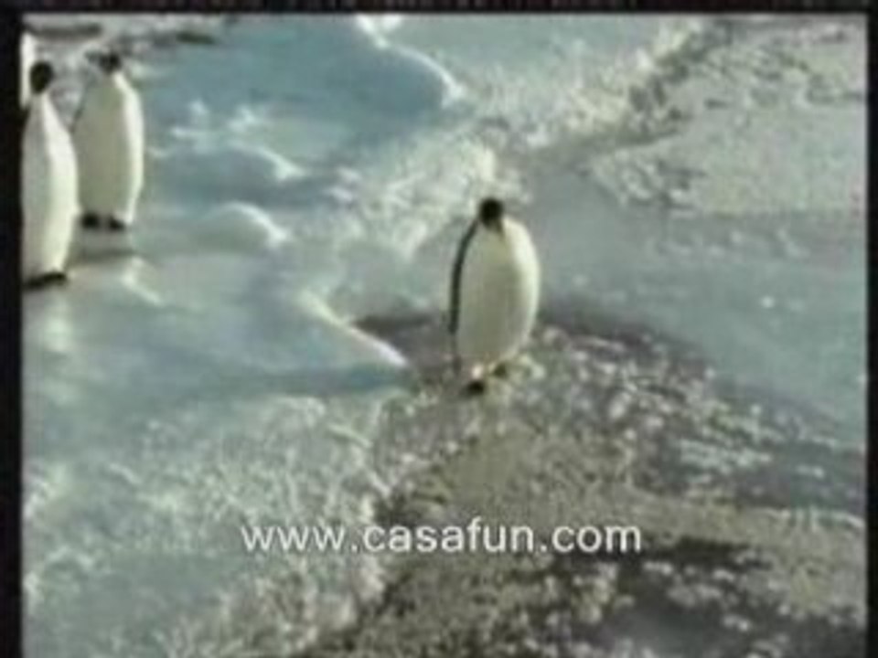 Pingouin humour