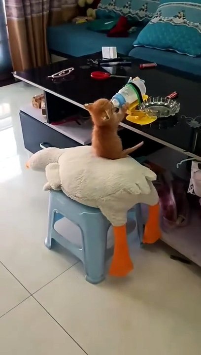 Just in case you've never seen a kitten sitting and drinking milk 🍼 - so cute!