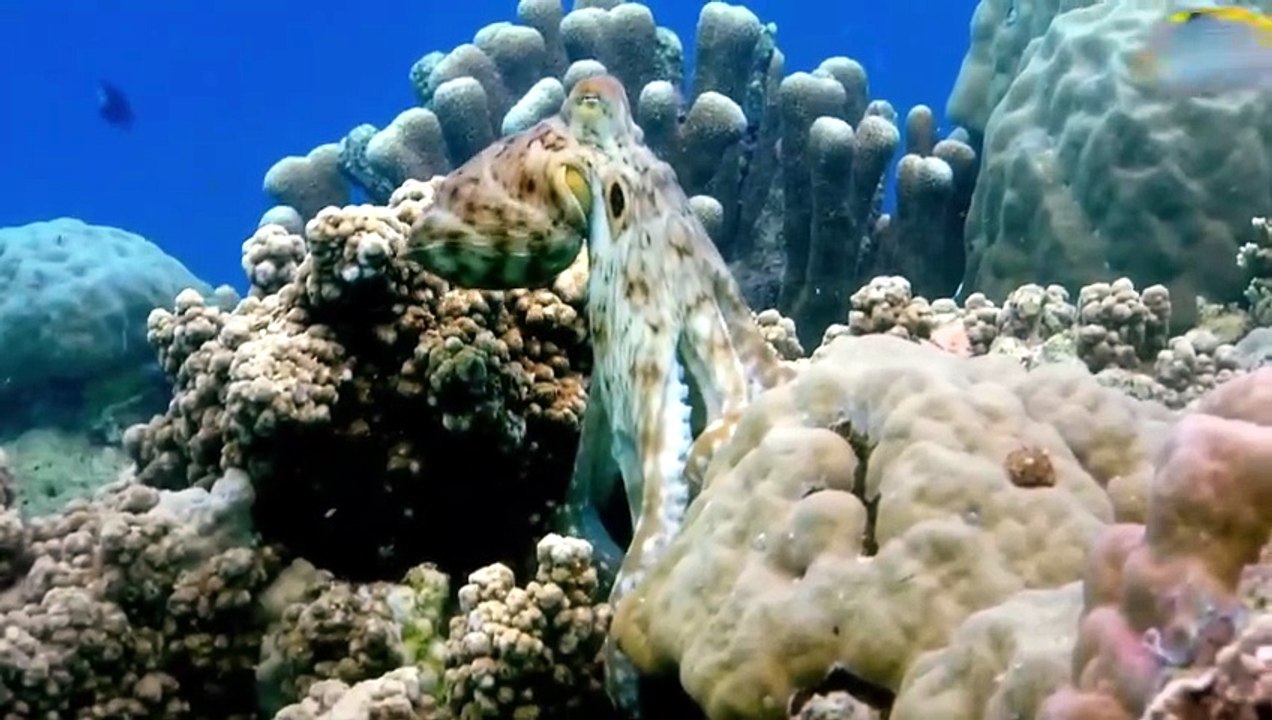 Octopus Making Contact