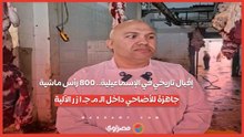 إقبال تاريخي في الإسماعيلية.. 800 رأس ماشية جاهزة للأضاحي داخل الـ مـ جـ ا ز ر الآلية