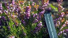 Beechgrove Garden S48E05
