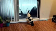 Un chat artiste dessine sur une vitre embuée