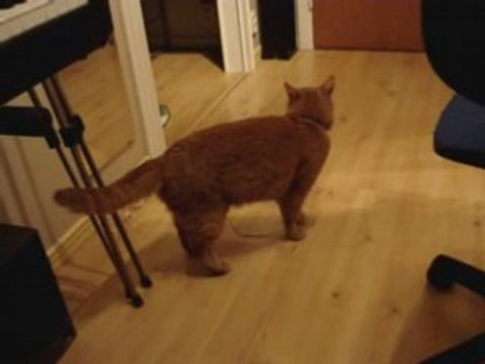 Tiger nyser