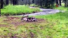 Bolu'da piknikte yıldırım faciası! 1'i ağır 2 yaralı Kocaeli'ye sevk edildi