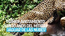 La comunidad zoológica celebra un hito esperanzador: primer avistamiento en 10 años del mítico ‘jaguar de las nubes’