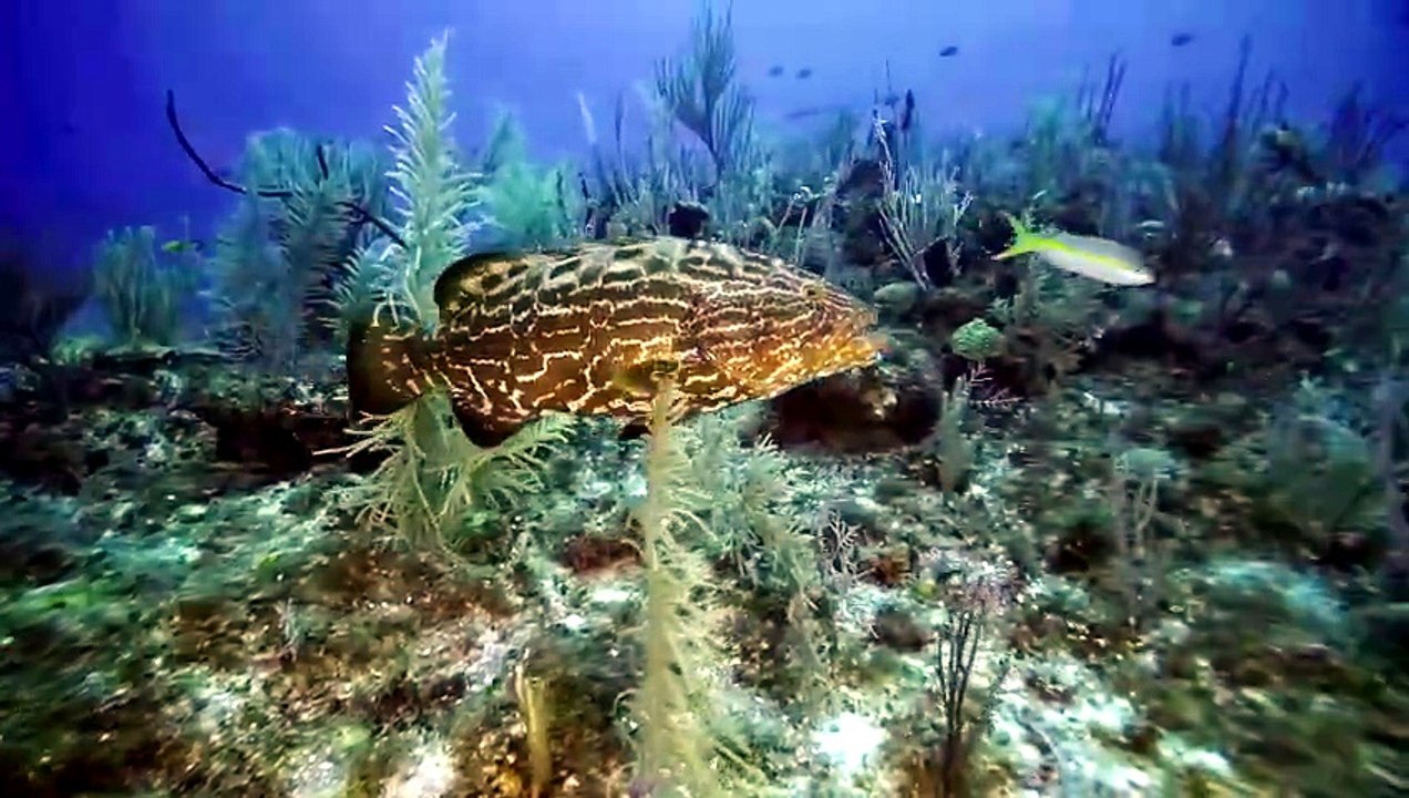 The Fish Guyz S07E05