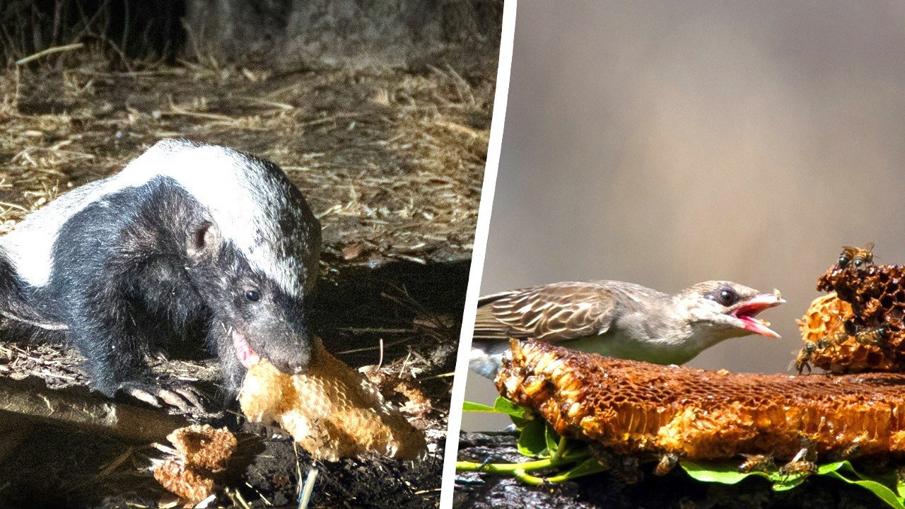 Honey badgers and honeyguides form unlikely alliance to find honey in the wild.