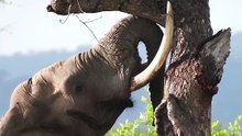 Incredible Elephant Strength Giant African Elephant Breaks Massive Tree