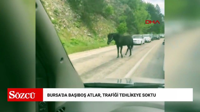 Bursa’da başıboş atlar, trafiği tehlikeye soktu
