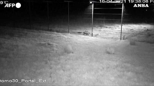 Argentina, una mamma e due cuccioli di giaguaro tornano liberi nella riserva