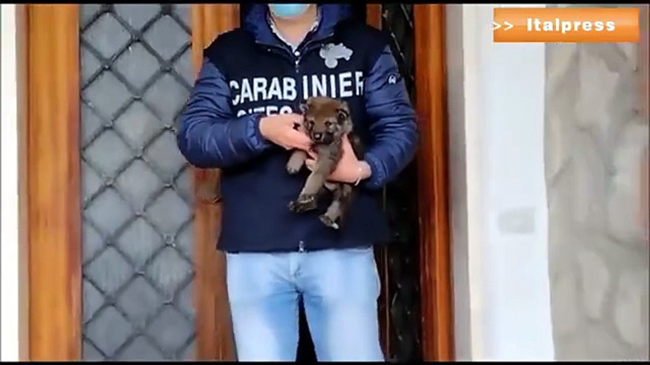 lupi