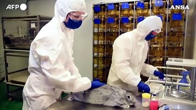 Vaccini, in Russia e' stato approvato il primo farmaco anti Covid per gli animali