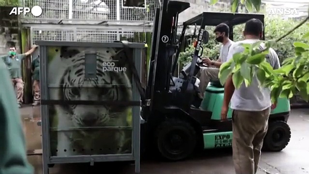 Due tigri bianche lasciano lo zoo in Argentina per il santuario degli Stati Uniti