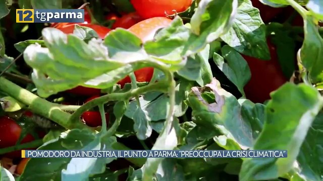 POMODORO DA INDUSTRIA, IL PUNTO A PARMA: PREOCCUPA LA CRISI CLIMATICA | POMODORO DA INDUSTRIA, IL PUNTO A PARMA: PREOCCUPA LA CRISI CLIMATICA