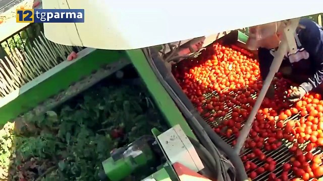 POMODORO DA INDUSTRIA, IL PUNTO A PARMA: PREOCCUPA LA CRISI CLIMATICA | POMODORO DA INDUSTRIA, IL PUNTO A PARMA: PREOCCUPA LA CRISI CLIMATICA