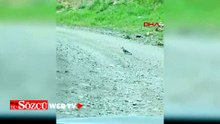 Alakarga ile yılanın mücadelesi kamerada
