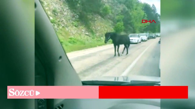 Bursa’da başıboş atlar, trafiği tehlikeye soktu