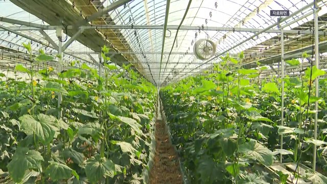 [경북] 경북 농가소득 전년 대비 15.9％ 증가...역대 최고 / YTN