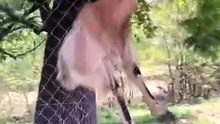 Animals being animals