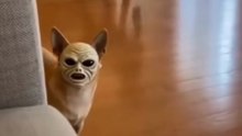 Masked dog / マスク犬