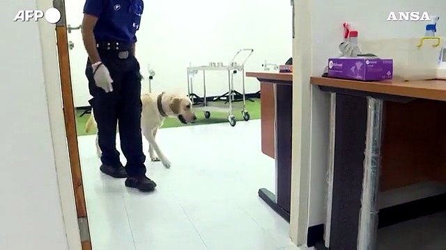 Thailandia, l'Universita' addestra cani da fiuto per rilevare casi di Covid