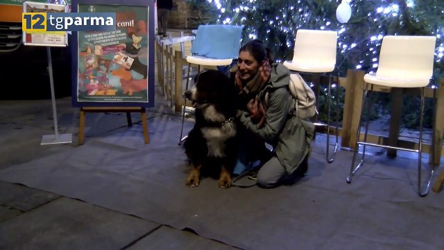 PIAZZA GARIBALDI, CANI E GATTI SOTTO L'ALBERO IN UNA SERATA SPECIALE | PIAZZA GARIBALDI, CANI E GATTI SOTTO L'ALBERO IN UNA SERATA SPECIALE