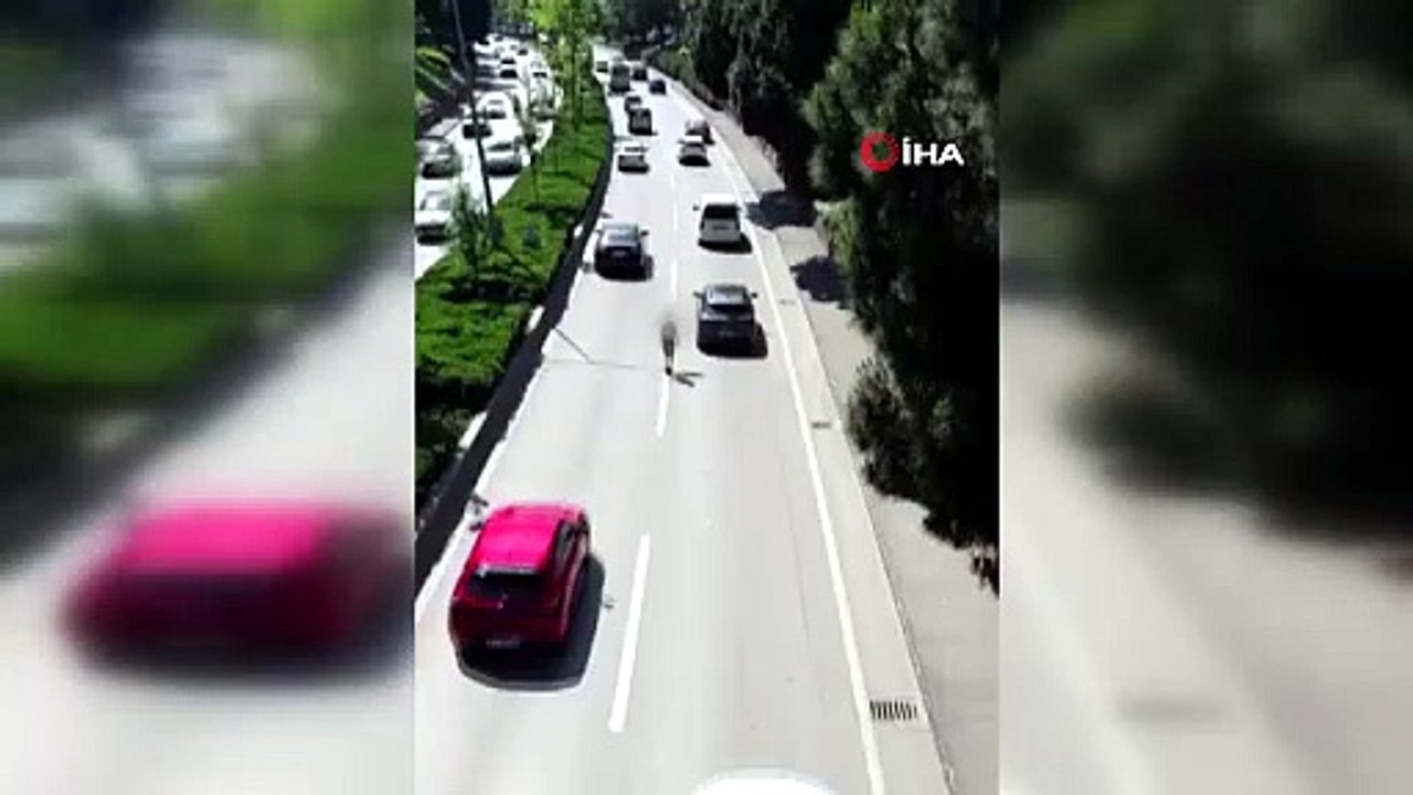 Tehlikeye aldırış etmedi! Yolun ortasında böyle yürüdü!
