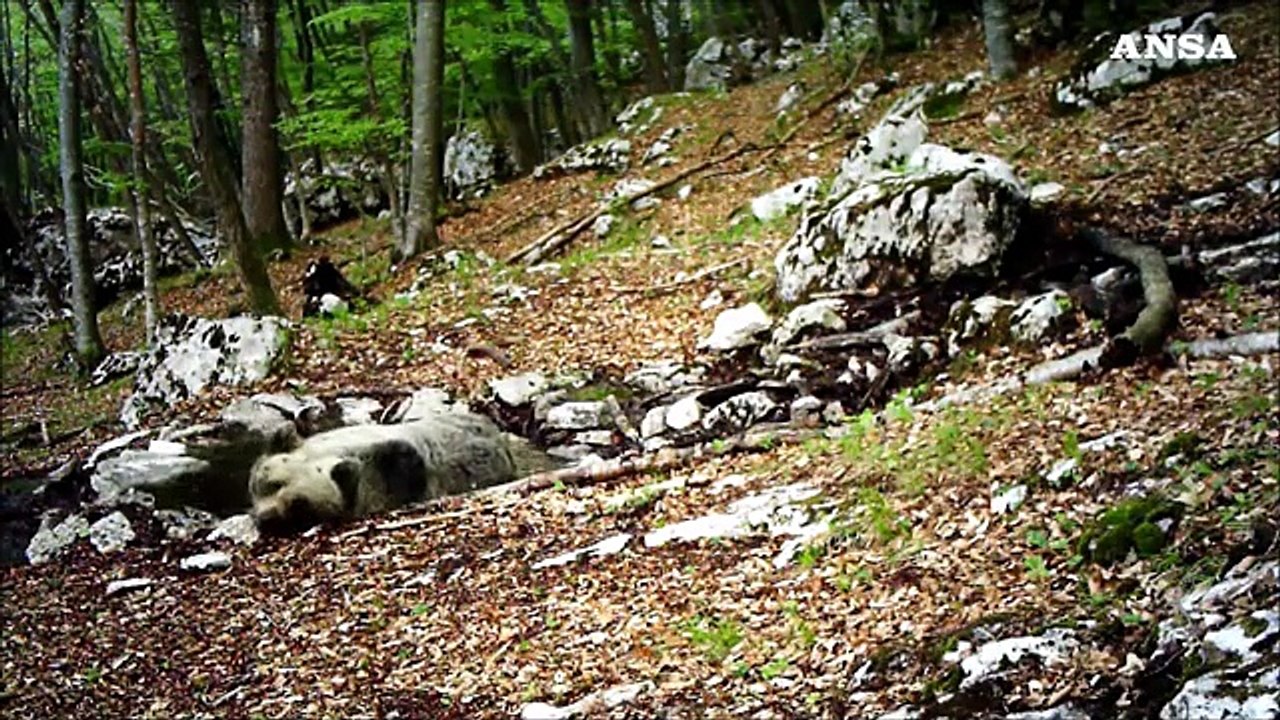 L'orso fa il 'bagnetto' Immortalato da una fototrappola in Trentino