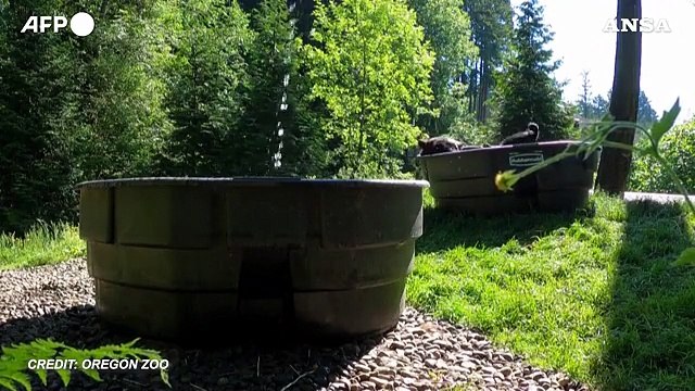 Usa, l'orso Takoda si rinfresca in piscina e gioca con la palla