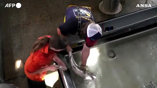 Ambiente, la siccita' in California minaccia la sopravvivenza dei salmoni