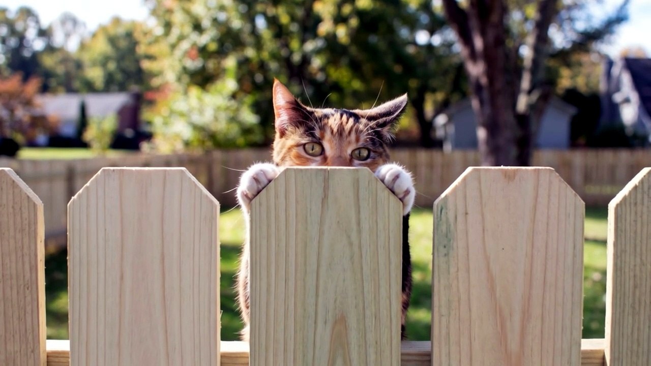 Can cats climb a fence?