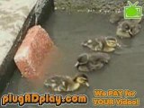 Baby ducklings climbing up an incline